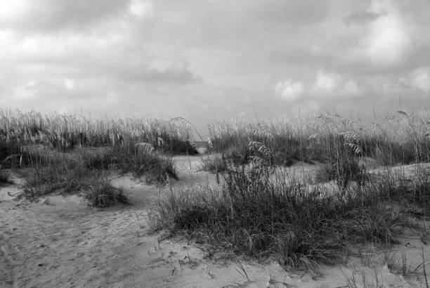 istock Sea Oats On The Beach Florida, USA 1033302314