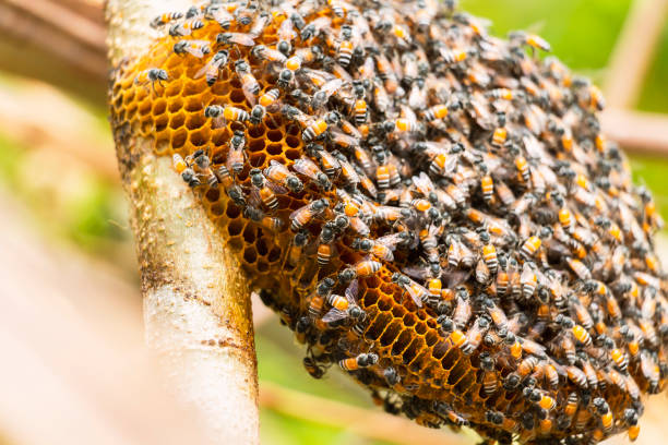 istock Honeycomb and bee or Apis florea on moringa tree and blur green leaves background. 1033304672