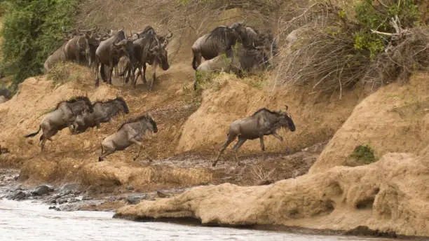 Photo of Wildebeest Migration