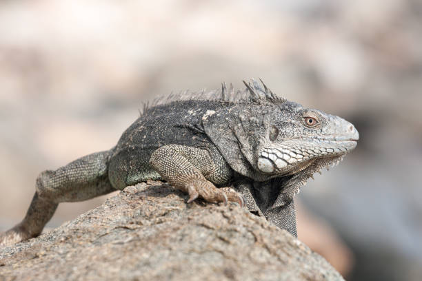 istock Leguaan zit op de rotsen van Aruba. 1033306862