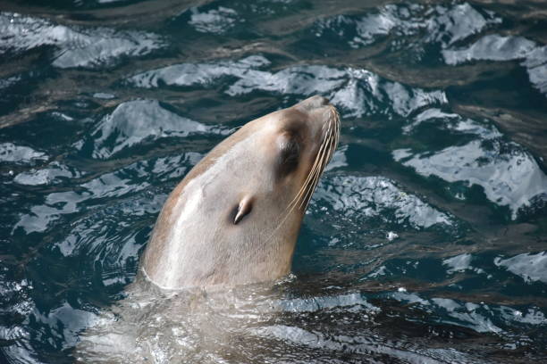 istock Sea lion headshot 1033307326