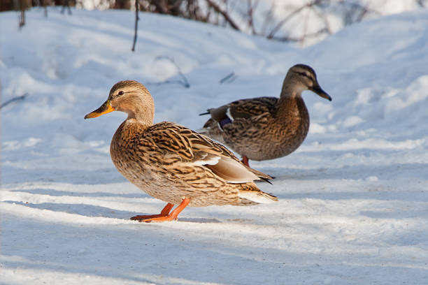 istock Group of ducks in forest. 1033310074