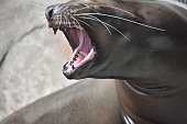 Sea lion showing teeth