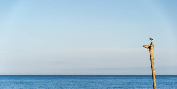 istock Redshank perched on pole with the sea in the background. 1033311416