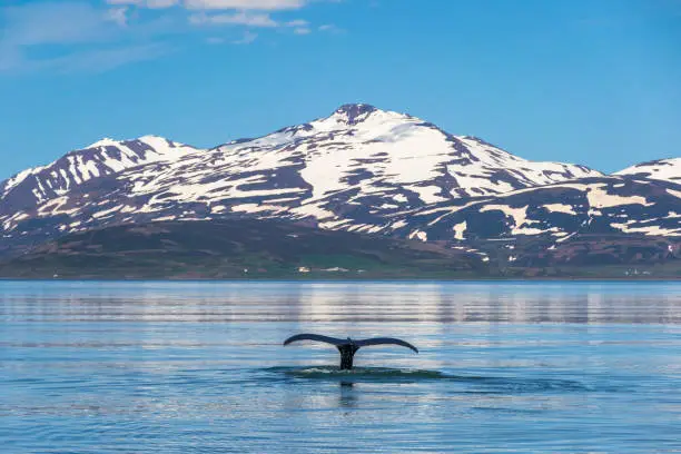 Photo of Whale tail submerging in Icelandic fjord
