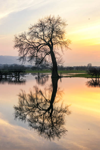 istock Tranquil Winter Oak Tree Reflected in a Lake at Sunset, Near Harrogate, North Yorkshire, England UK. 1033317834