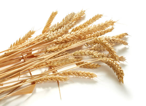 istock ears of wheat 1033324196