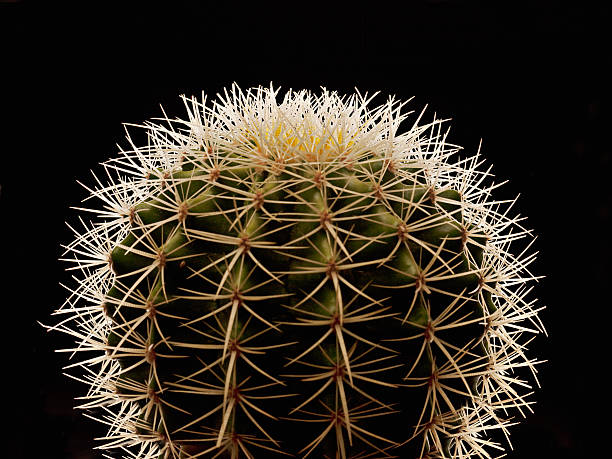 primer plano de thorns en cactus - cactus thorns fotografías e imágenes de stock
