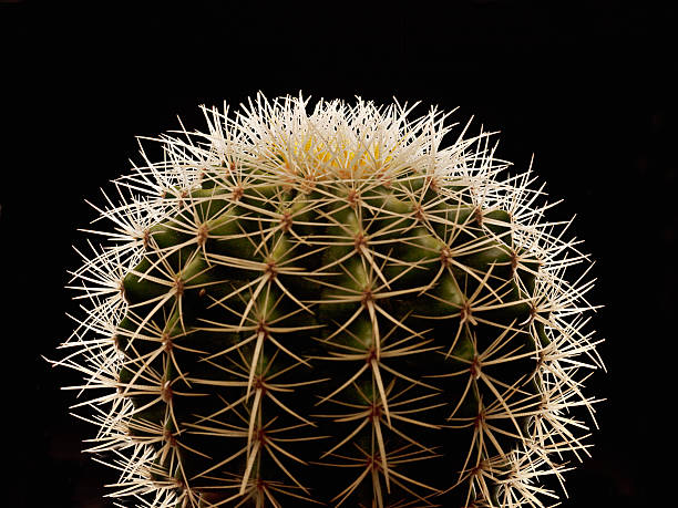 primo piano di spine su cactus - cactus thorns foto e immagini stock