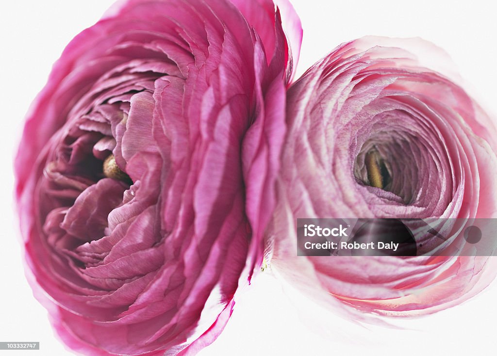 Zbliżenie na różowy Jaskier azjatycki - Zbiór zdjęć royalty-free (Bez ludzi)
