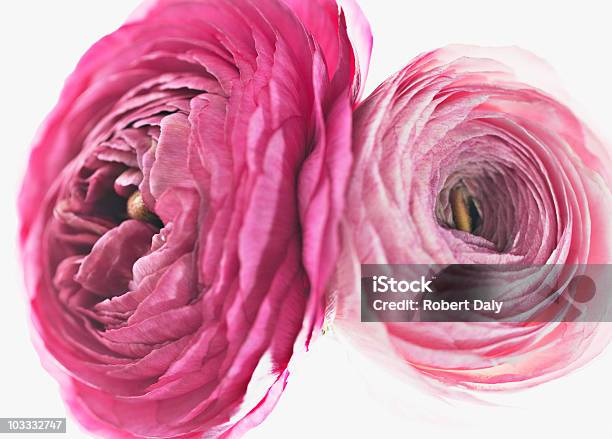 Zbliżenie Na Różowy Jaskier Azjatycki - zdjęcia stockowe i więcej obrazów Bez ludzi - Bez ludzi, Białe tło, Dwa przedmioty