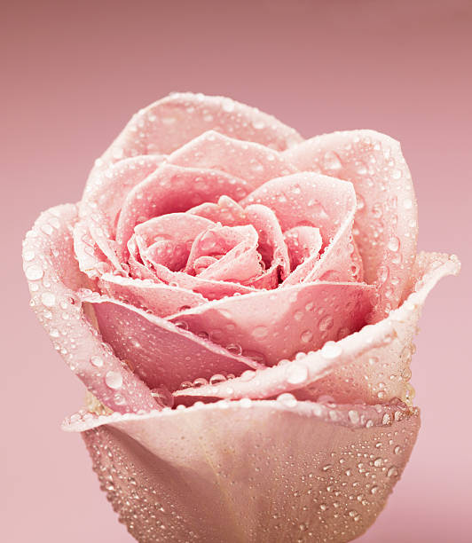 Close up of dew droplets on pink rose  flower dew stock pictures, royalty-free photos & images