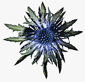 Close up of blue thistle plant
