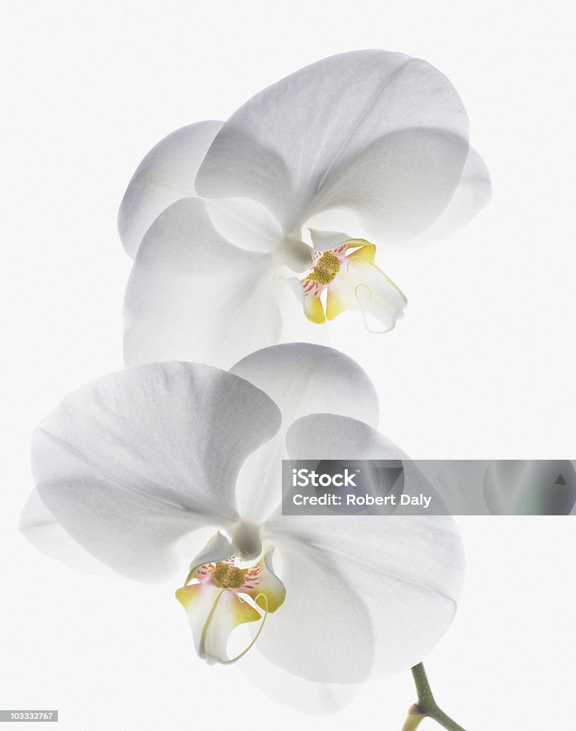 Primer plano de orquídeas blancas con vástago - Foto de stock de Orquídea libre de derechos