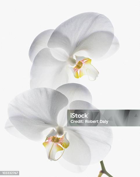 Primer Plano De Orquídeas Blancas Con Vástago Foto de stock y más banco de imágenes de Orquídea - Orquídea, Blanco - Color, Flor