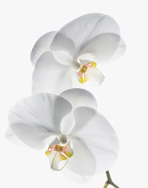 Photo of Close up of white orchids on stem
