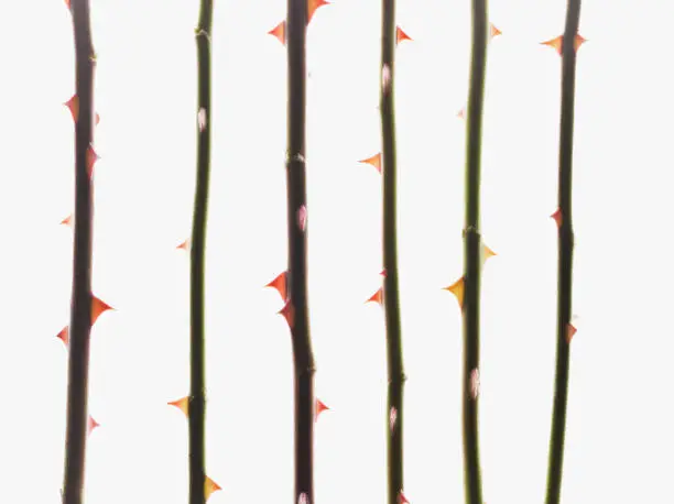 Photo of Close up of thorns on rose stems