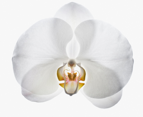 Primer plano de Orquídea blanca photo