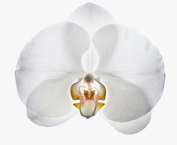 Close up of white orchid  stamen stock pictures, royalty-free photos & images
