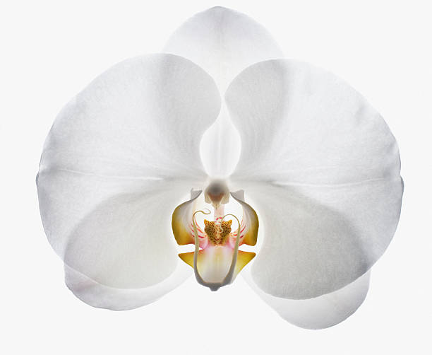 plano aproximado de orquídea branca - stamen imagens e fotografias de stock