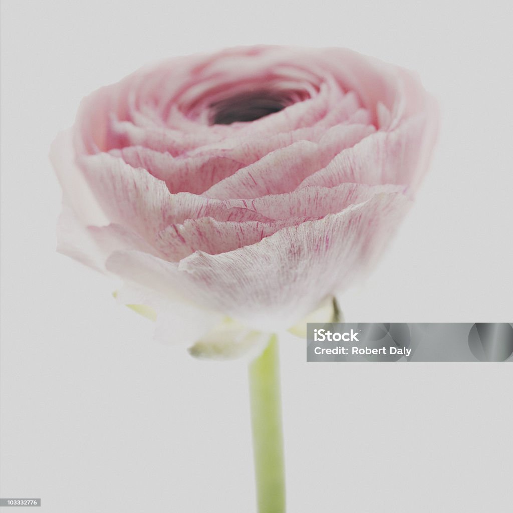Nahaufnahme von einem rosa Ranunkel - Lizenzfrei Blume Stock-Foto