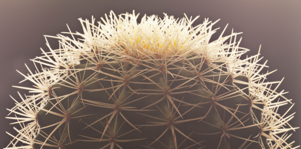 A close up of white flowers in bloom on a saguaro cactus in the Sonoran Desert region of Arizona in late May and the bees pollinating the plant.  Image illustrated various stages of the bloom; new, in bloom, and past.