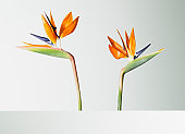 Two bird of paradise flowers turning away