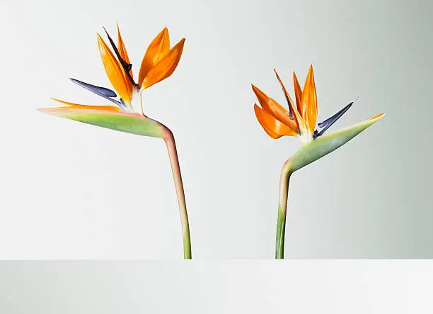 Photo of Two bird of paradise flowers turning away