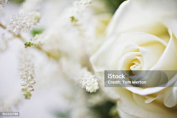 Zbliżenie Biały Różowe I Białe Kwiaty - zdjęcia stockowe i więcej obrazów Róża - Róża, Biały, Zbliżenie