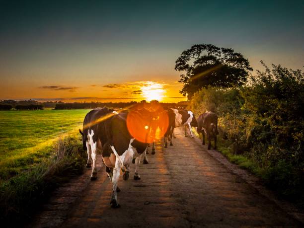 istock Rural farm view sunrise and cows Cheshire 1033327880