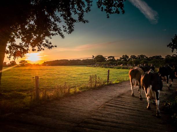 istock Rural farm view sunrise and cows Cheshire 1033327886