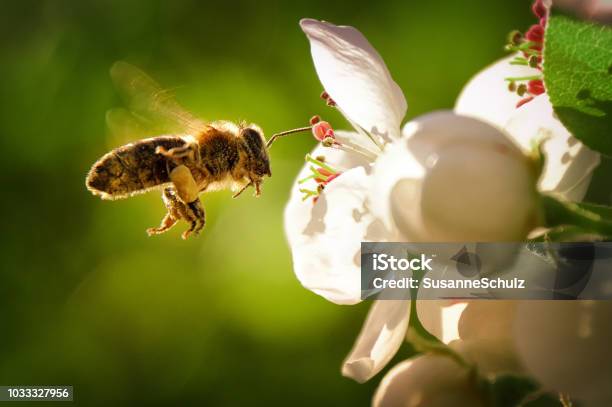 Arı Stok Fotoğraflar & Arılar‘nin Daha Fazla Resimleri - Arılar, Çiçek, Ev bahçesi