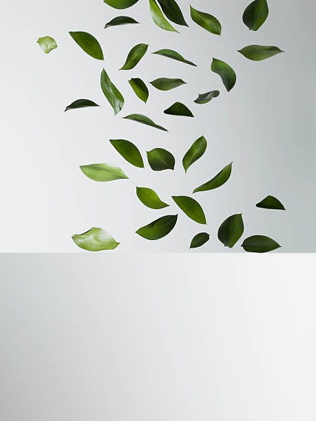 Green leaves falling  plant part stock pictures, royalty-free photos & images