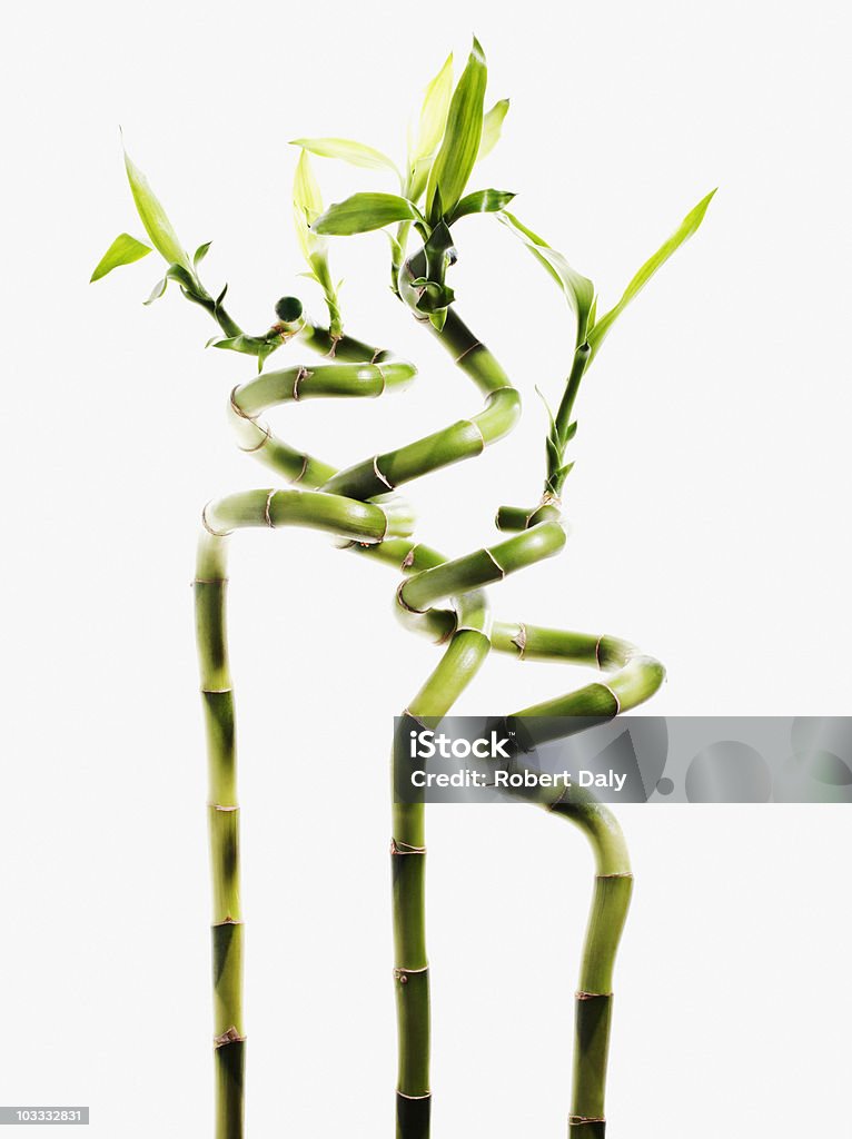Bambú de la suerte de plantas - Foto de stock de Bambú - Familia de la Hierba libre de derechos