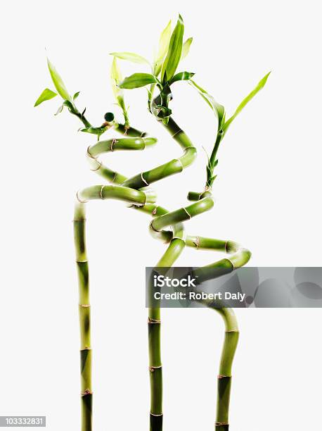 ラッキーな竹林 - 竹のストックフォトや画像を多数ご用意 - 竹, カットアウト, 成長