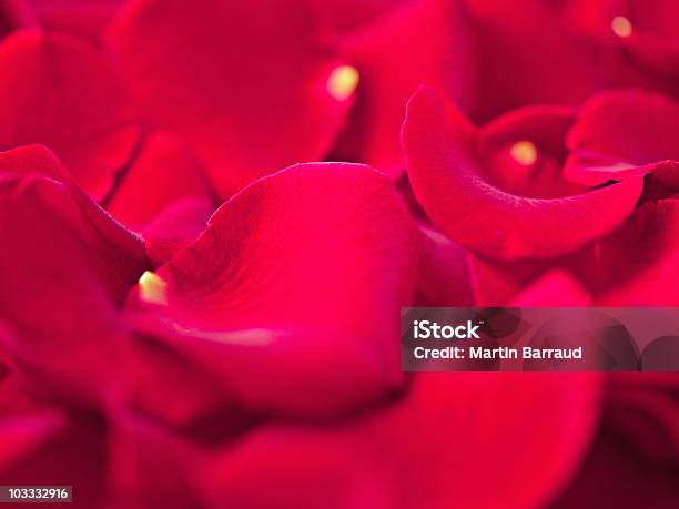 Foto de Closeup De Delicadas Pétalas De Rosa Vermelha e mais fotos de stock de Abundância - Abundância, Foto de estúdio, Fotografia - Imagem