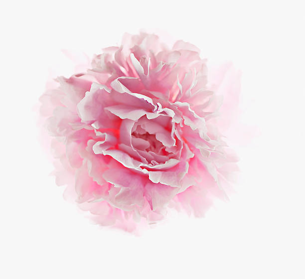 zbliżenie różowa piwonia - flower single flower close up color image zdjęcia i obrazy z banku zdjęć