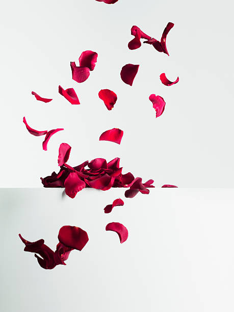 rote rosenblätter fallen - blütenblatt stock-fotos und bilder