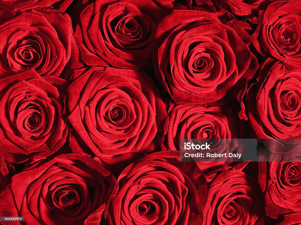 Крупный план красных роз - Стоковые фото Роза роялти-фри