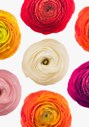 Collection of ranunculus flowers in various type and color
