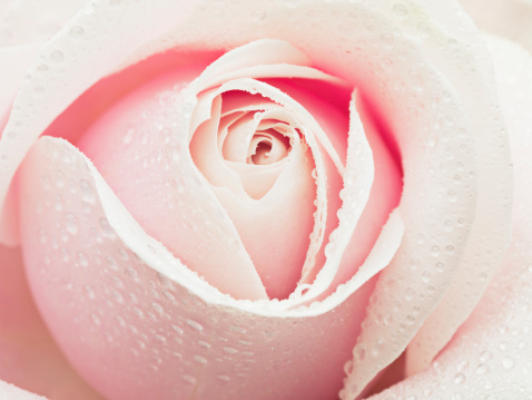 Close up of dew droplets on pink rose