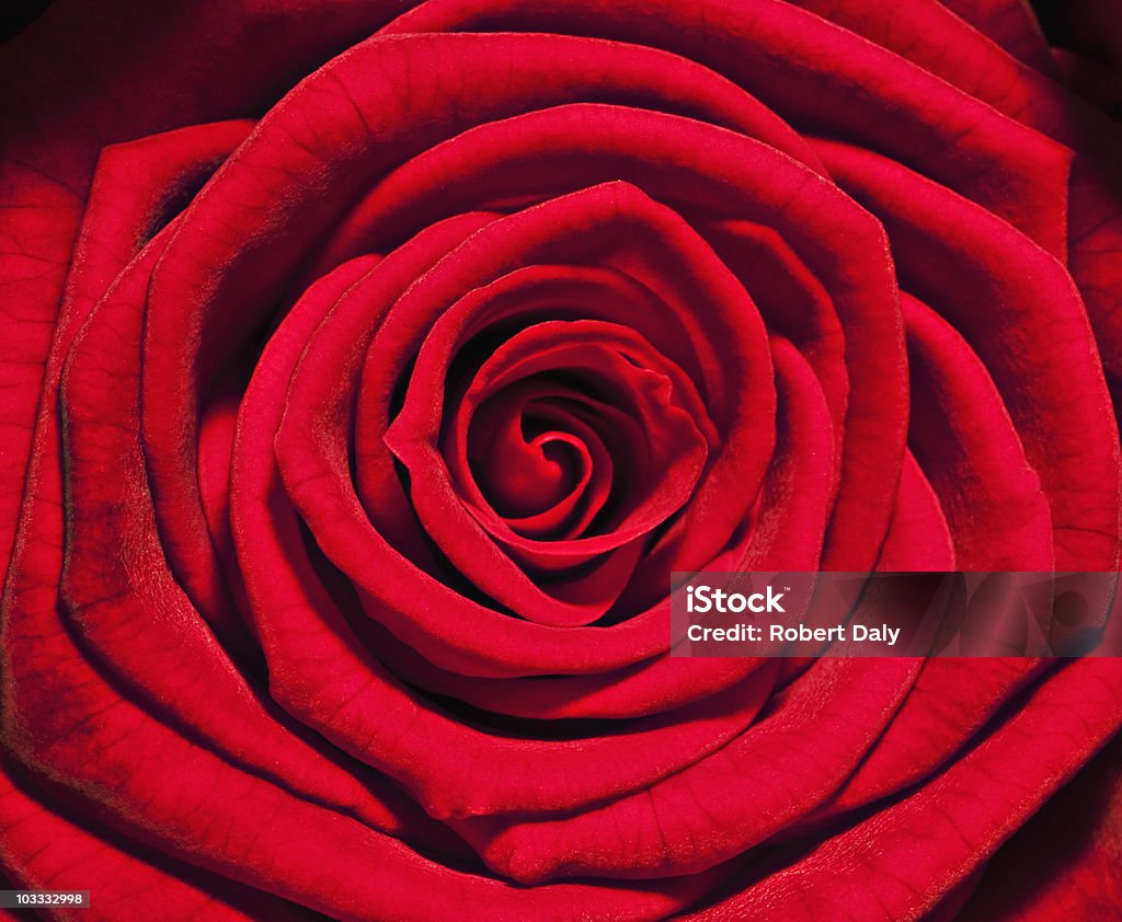 Close-up de rosa vermelha - Foto de stock de Rosa - Flor royalty-free