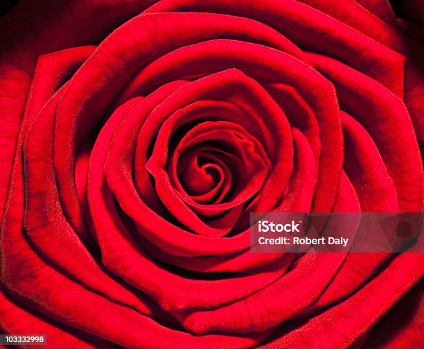 Foto de Closeup De Rosa Vermelha e mais fotos de stock de Rosa - Flor - Rosa - Flor, Beleza, Cabeça da flor