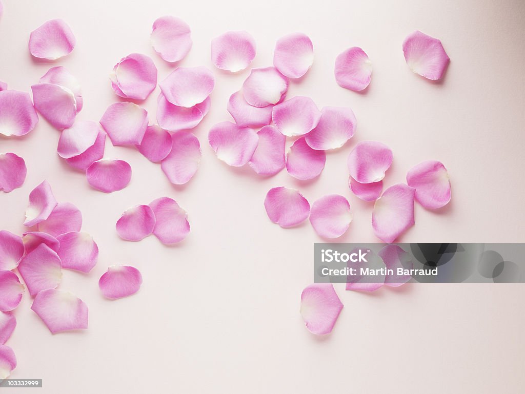 Rosa Petalo di rosa - Foto stock royalty-free di Petalo