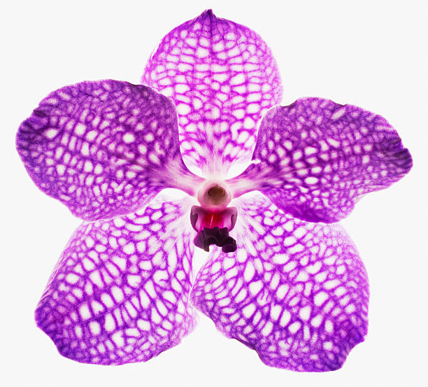 close-up de orquídea roxas e branco - orchid simplicity single flower flower - fotografias e filmes do acervo