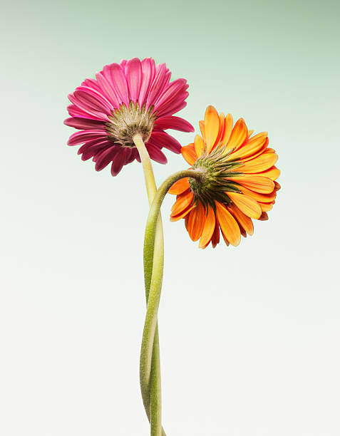 dos gerbera daisies entrelazado - isolated on red fotografías e imágenes de stock