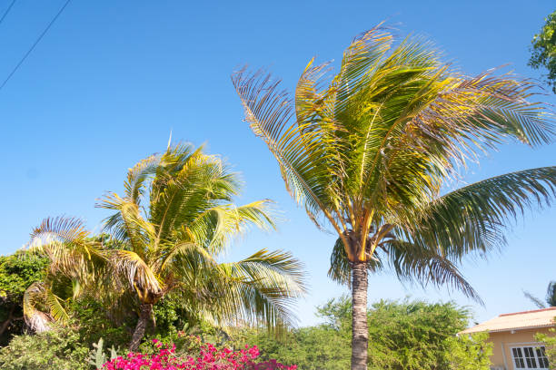 istock Palmbomen op Aruba 1033330314