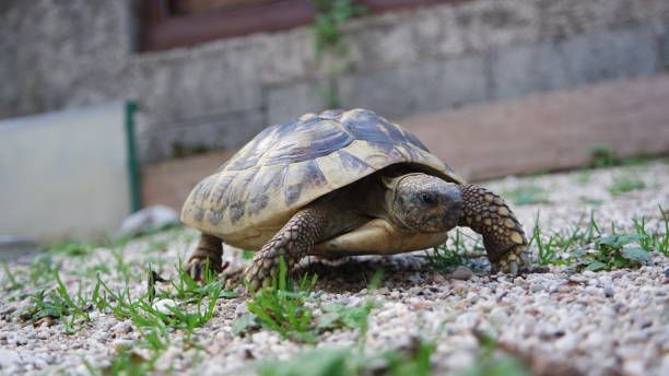 istock Cute domestic pet turtle in the open air 1033334158