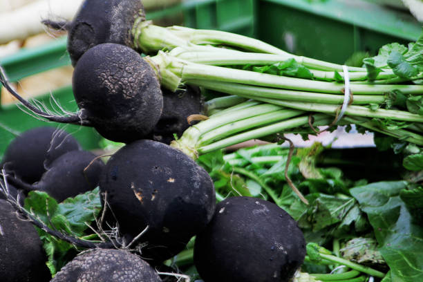 istock Ramolaccio nero - Brassica sativus var. niger 1033336494