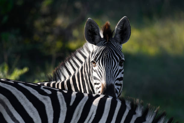 зебра - mashatu game reserve стоковые фото и изображения